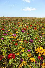 《骑马与砍杀2》超强Mod 让玩家享受RTS游戏体验